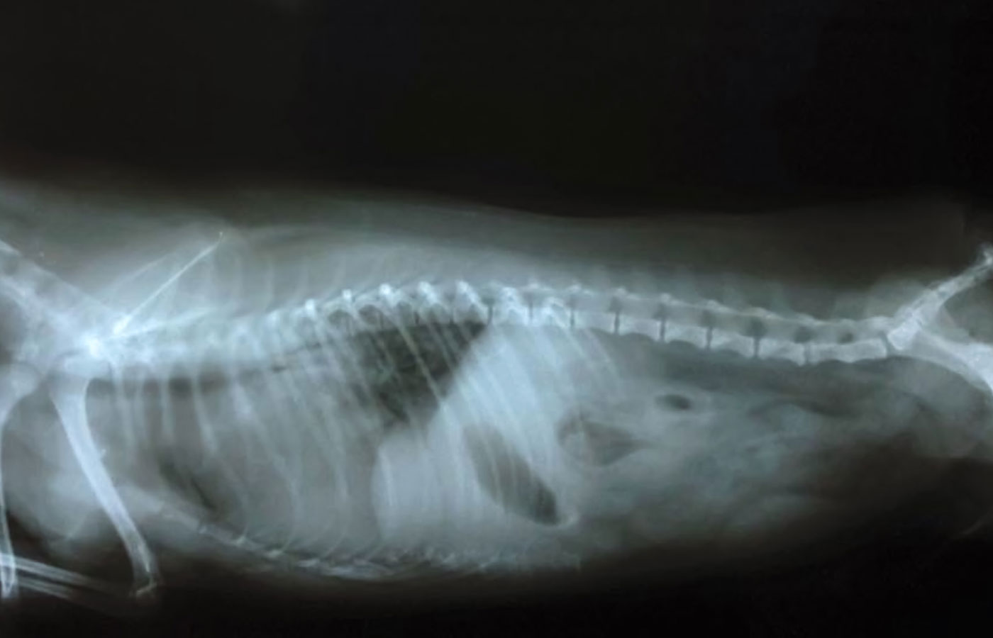 X ray image of the dog with bone.