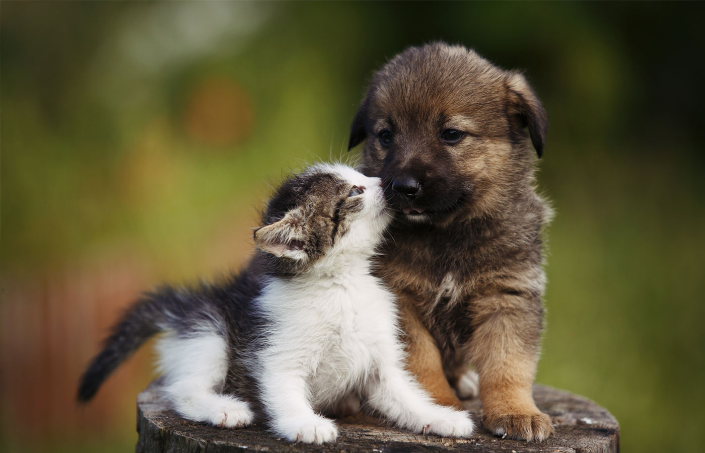 cute puppy and kitten on the grass outdoor