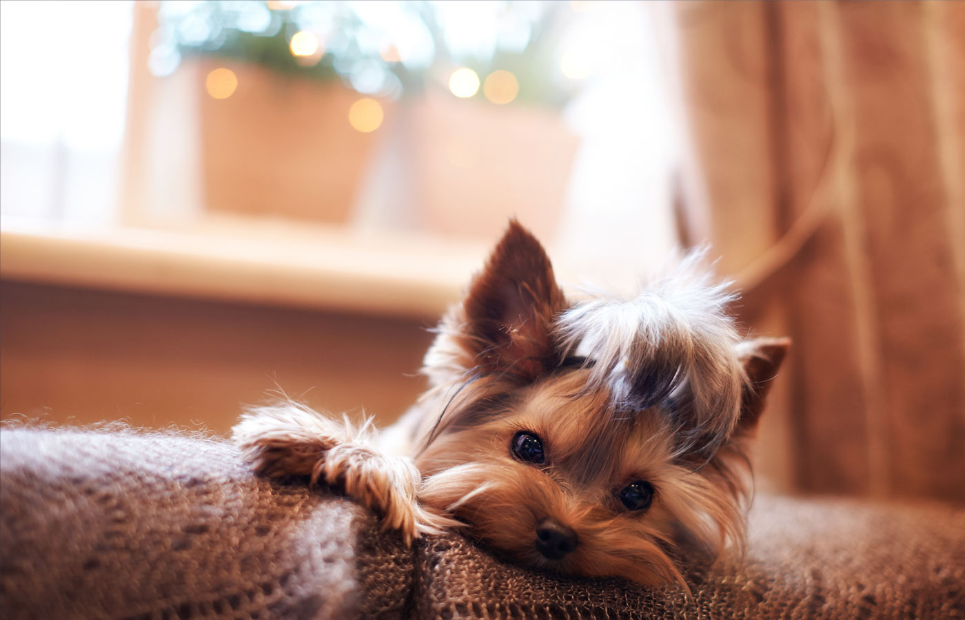 Beautiful puppy lying on a fluffy rug.