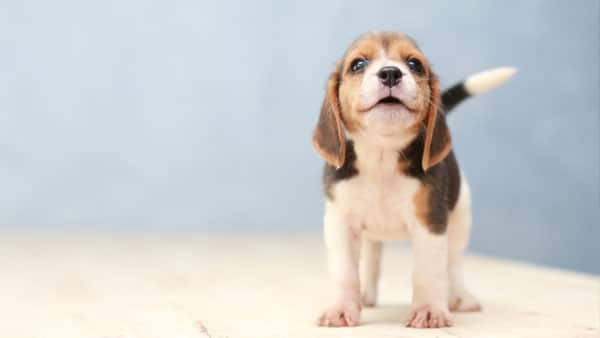 small cute beagle puppy dog looking up