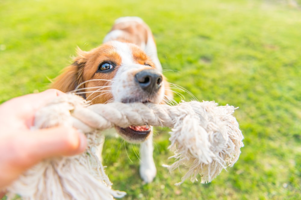 A close-up view of a brown and white puppy playing tug-of-war with a thick cotton rope toy on a green lawn.