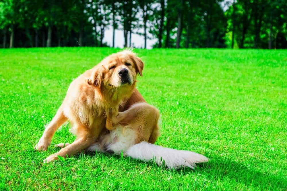 Dog scratching body in meadow, sign of skin allergy.