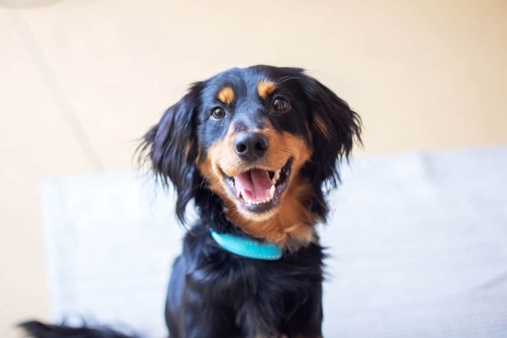 A small black and tan dog wearing a turquoise collar sits alertly on a light surface, mouth open and eyes wide, showing its teeth.