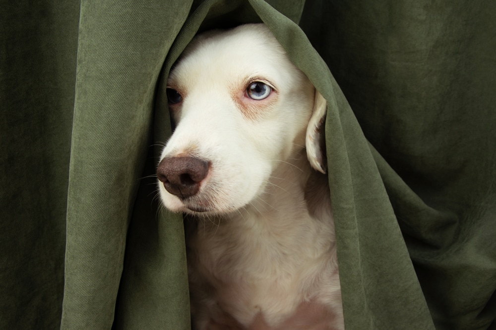 Anxious white dog showing signs of emotional stress