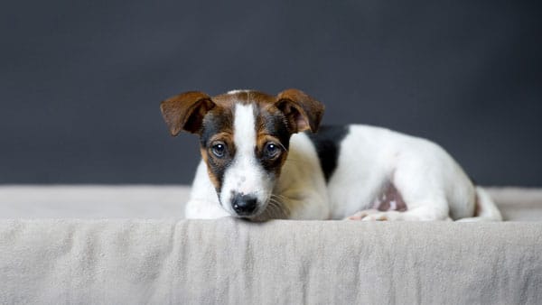 Puppy Jack Russell Terrier lies on the grey