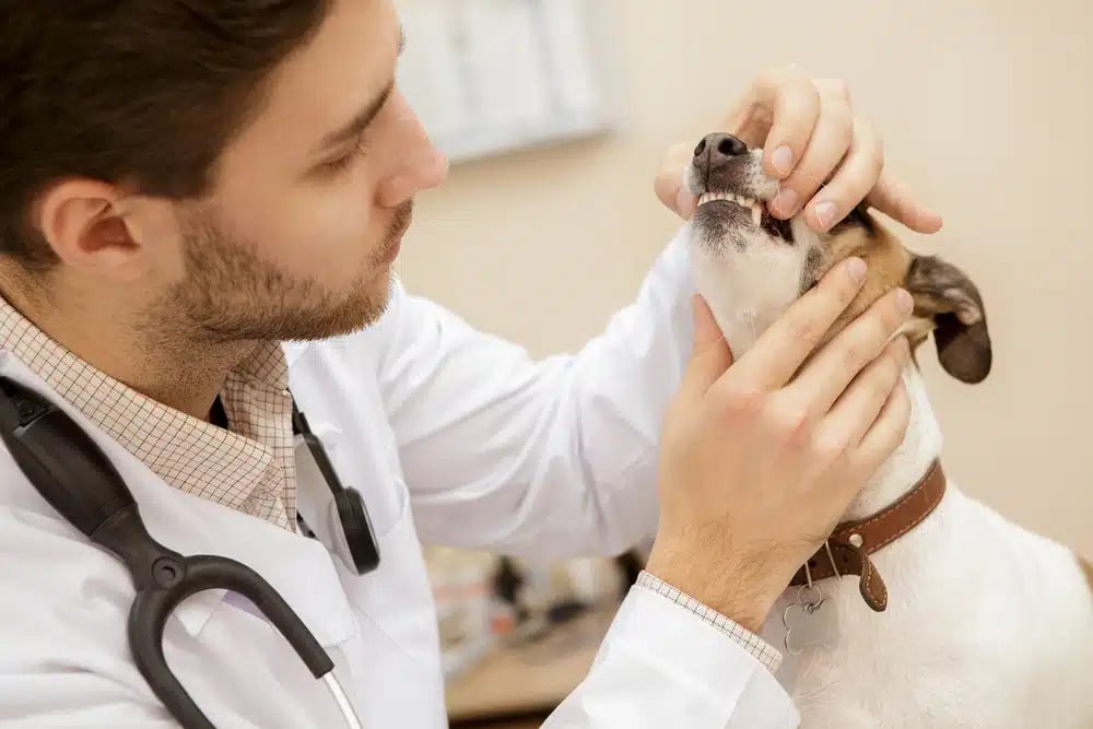 Close-up of a pet’s dental care with vet checking and cleaning teeth.