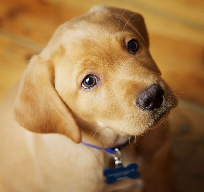 Adorable Labrador Puppy Sitting on Wood Floor