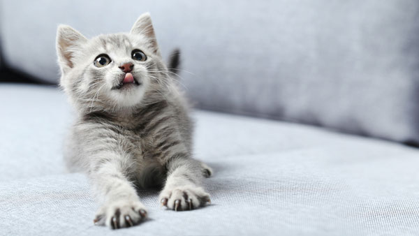 Beautiful little cat on a grey sofa