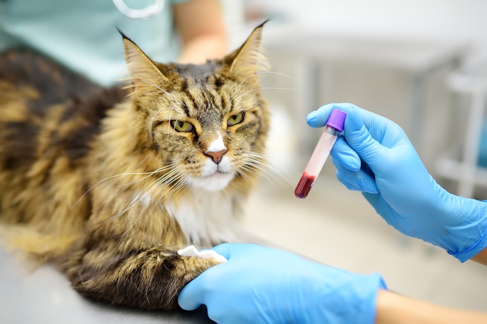 Cat receiving a blood test from a veterinarian for diagnostic purposes.