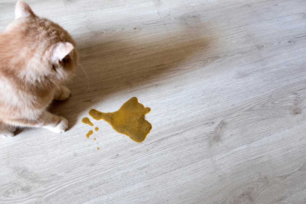 Chronic vomiting in a dog being examined by a veterinarian during a veterinary checkup.
