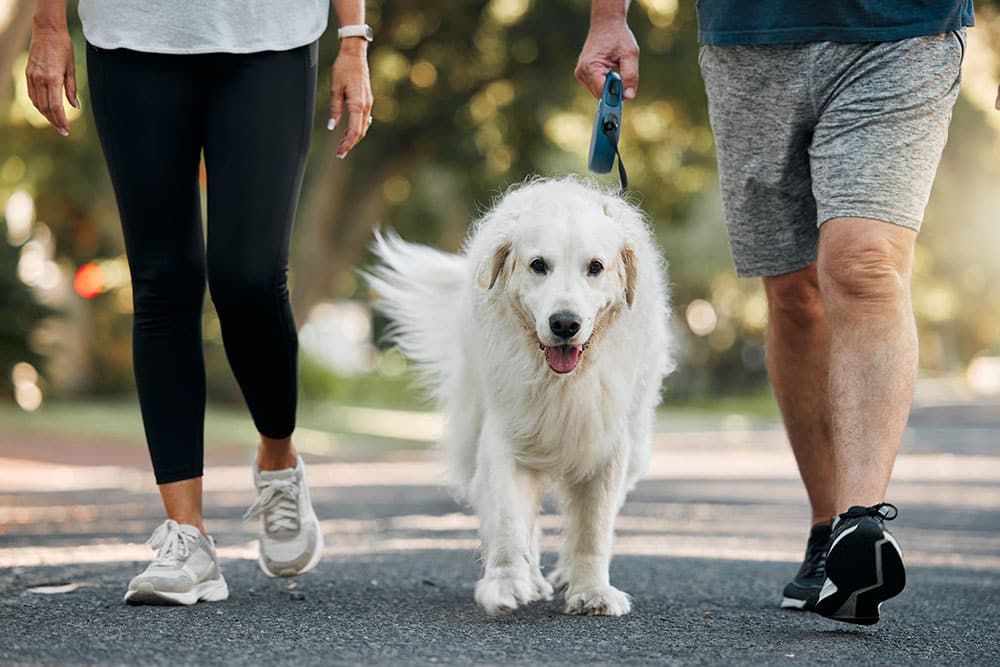 Dog walking with owners outdoors as part of enrichment and mental stimulation for pets.