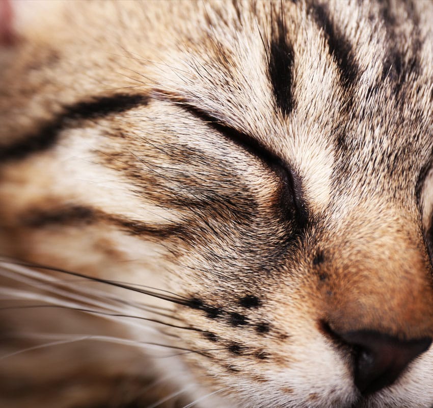 Portrait of sleeping cat, closeup