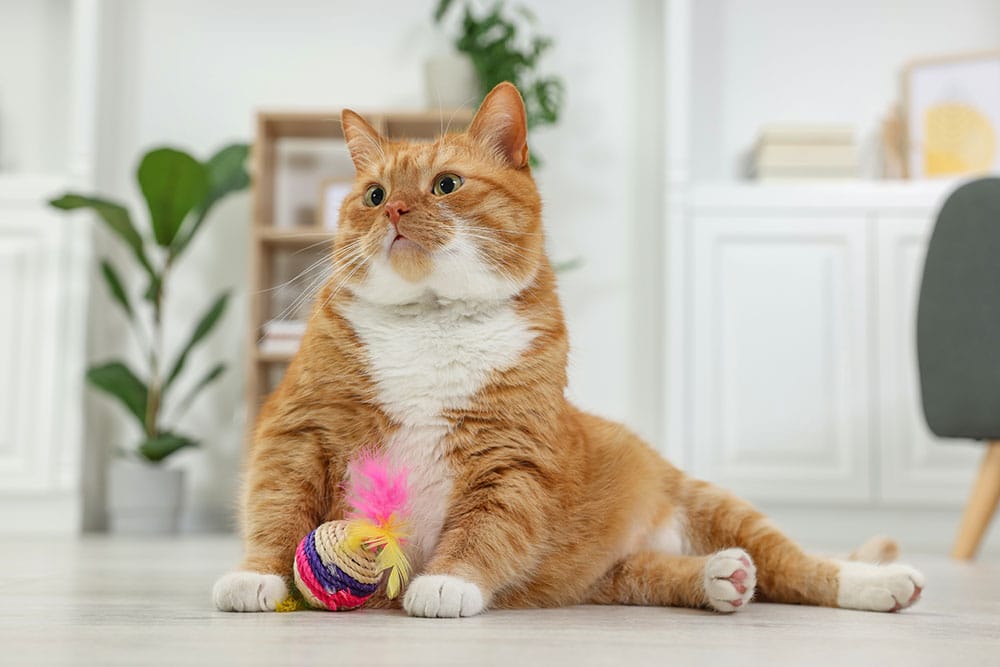 Cat playing with toy to encourage cognitive stimulation.