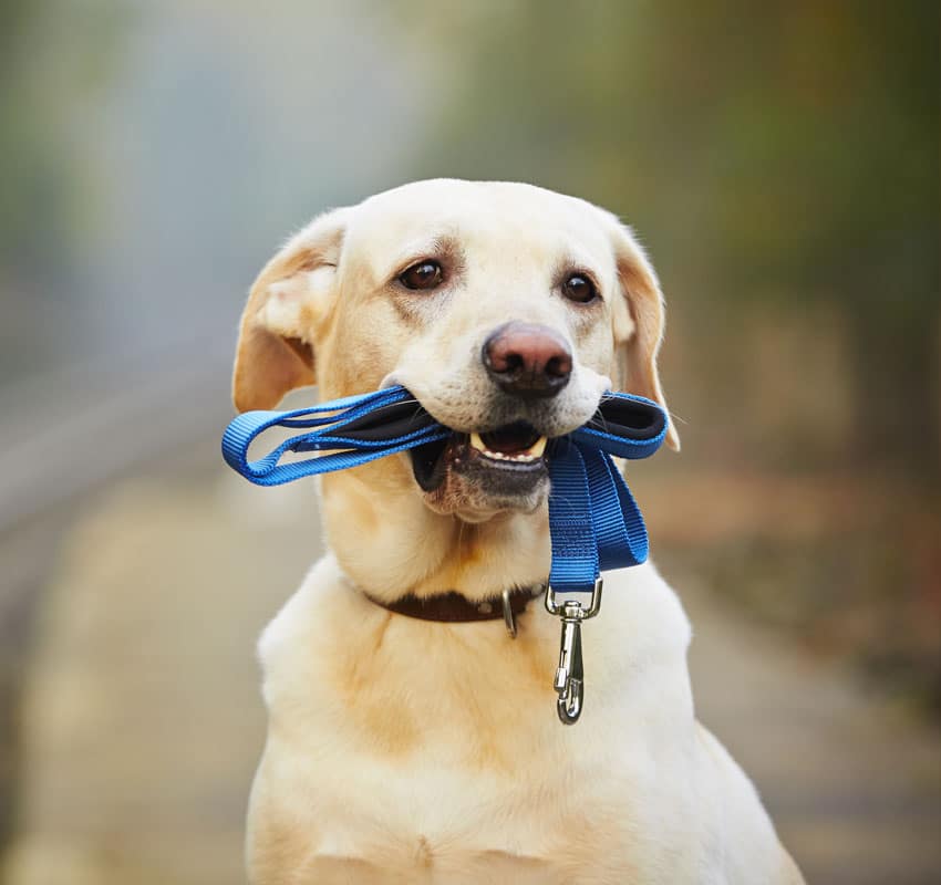 Dog is waiting for the owner on the railway platform