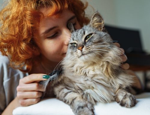 10 Tips to Keep Your Cat Happy and Fulfilled