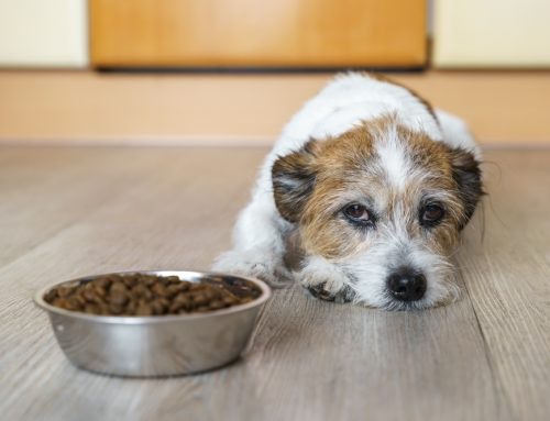 5 Pet Nutrition Myths Debunked