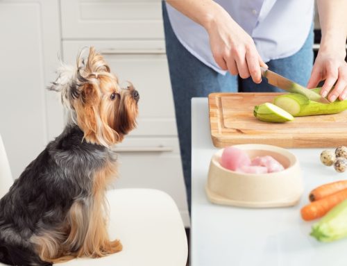 The Trouble with Homemade Pet Food