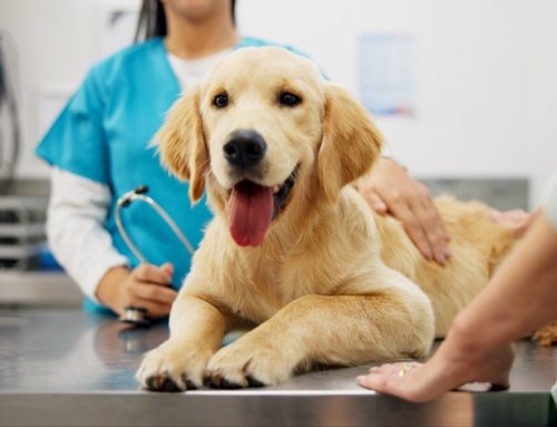 Preventable Diseases in Pets: The Role of Routine Wellness Care