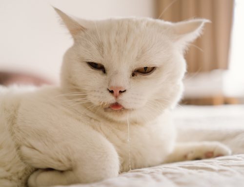 Is Your Cat Drooling? Uncover the Reasons and Solutions!