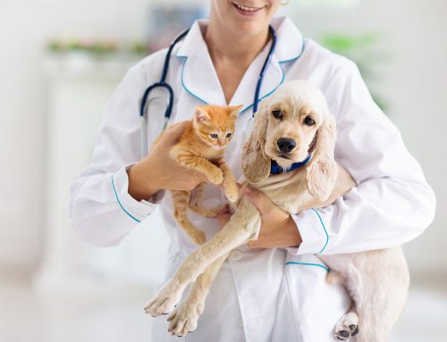 Recognizing Pain in Pets: Signs, Causes, and When to Seek Help