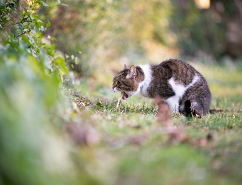 Understanding Feline Vomiting: Expert Insights from Central Kentucky Veterinary Center