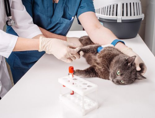 Understanding Routine Bloodwork: A Vital Step in Your Pet’s Health Journey