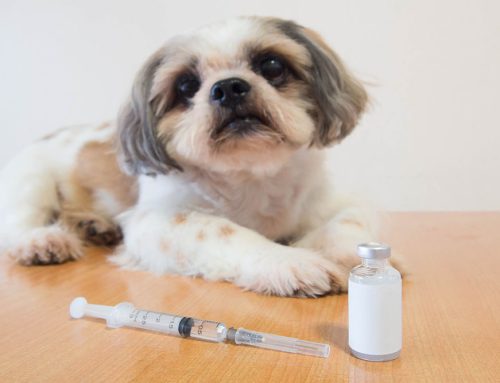 Is Your Pet At Risk? Spotting and Tackling Pet Diabetes!