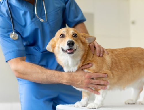 Cooperative Care Training: Make vet visits, grooming, handling, and treatments easier for you and less stressful for your pet