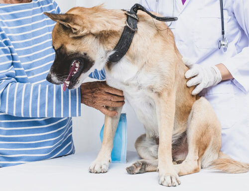 Recognizing Arthritis in Pets and Available Treatment Options