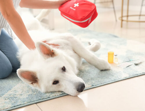 Pet first aid basics