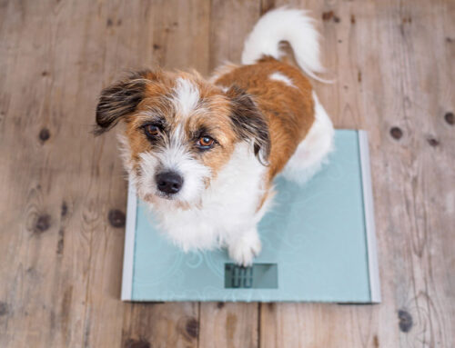 Body condition scoring: How to know what your pet’s appropriate weight is