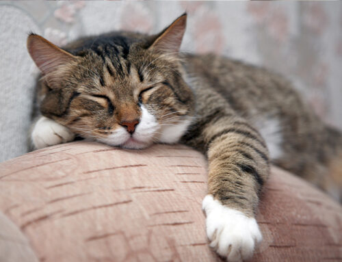 Senior Pet Care: Keeping you Aging Pet comfortable