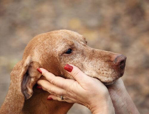 Best practices for introducing new pets