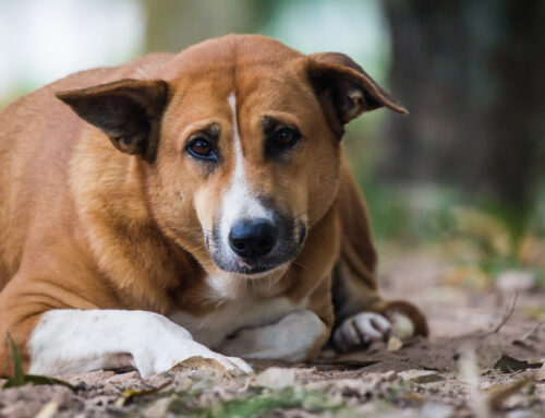 Pet Obesity Awareness and Management Strategies