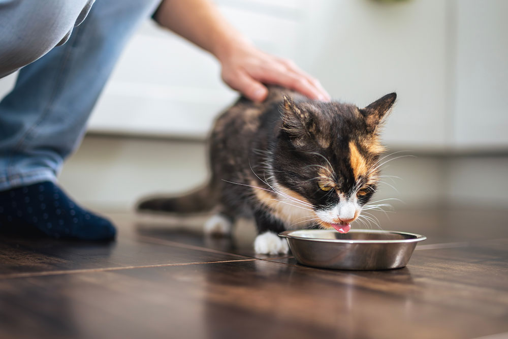 A small cat drinks from a metal bowl on a wooden floor while a person gently pets its back, with the scene set indoors.