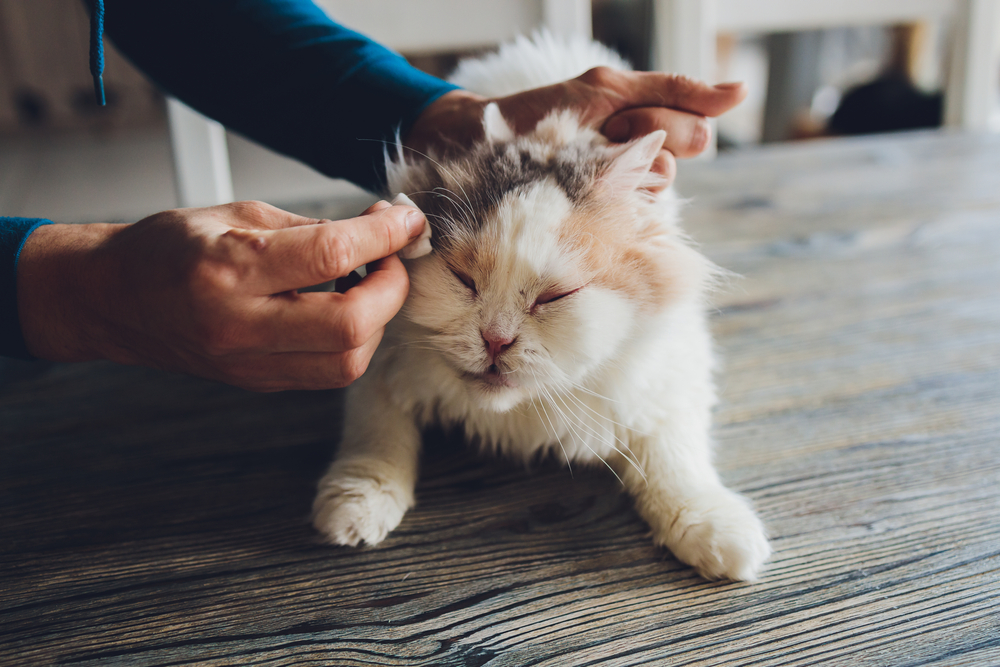Person gently cleaning a cat’s face while the cat rests calmly