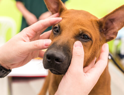 Common Eye Issues in Pets and When to Seek Help