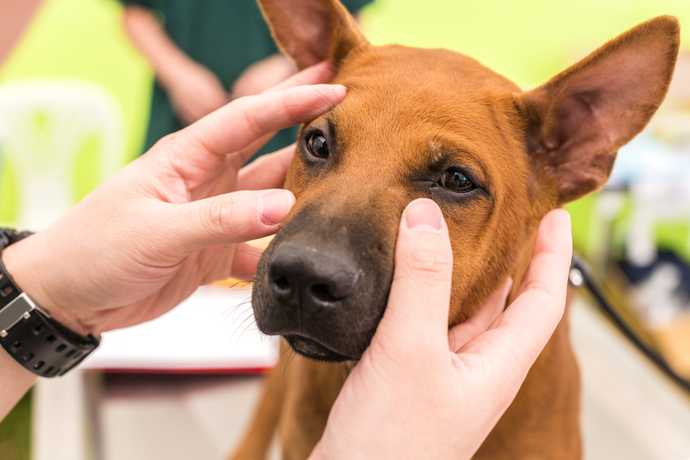 Veterinarian gently examining a dog’s eyes during a vision health check