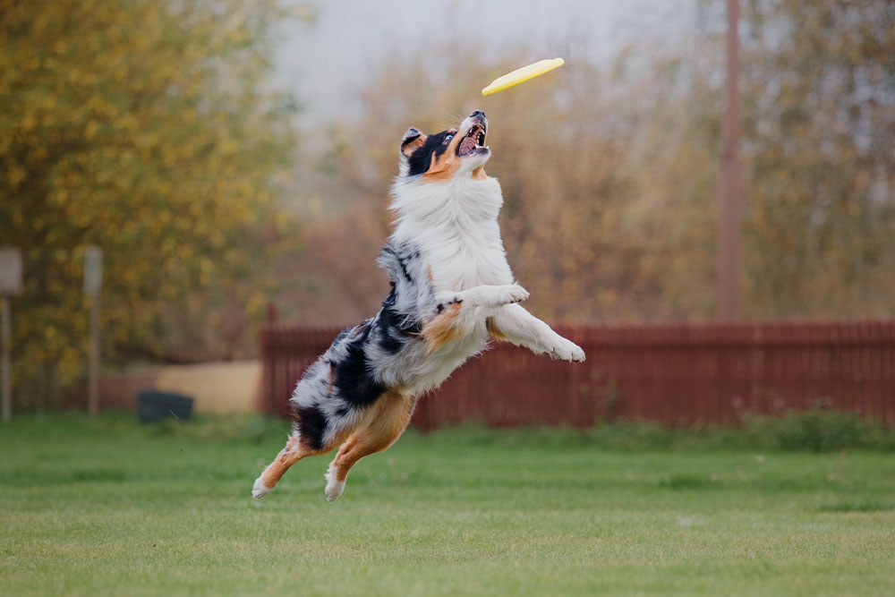 A medium-sized dog jumps high in the air on a grassy field, mouth open and paws lifted, trying to catch a yellow frisbee, with trees and a fence blurred in the background.