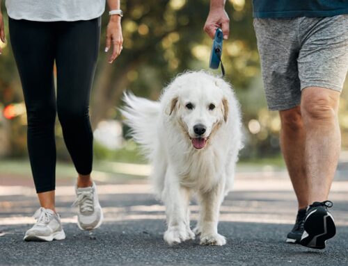 Enrichment activities for pets: why mental stimulation is just as important as physical exercise