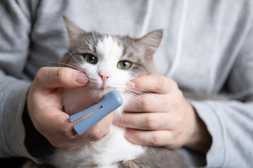 A person using a blue finger toothbrush to clean a domestic cat's teeth.