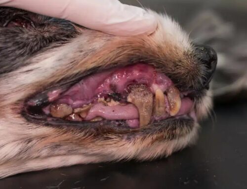 Common issues with canine teeth in pets: fractures, wear, and infection