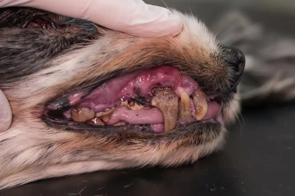 Dog with periodontal dental disease showing yellow tartar and gum inflammation.