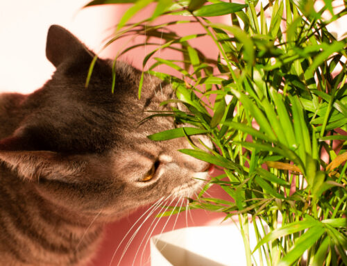 Toxic plants:common culprits and what to do if ingested.