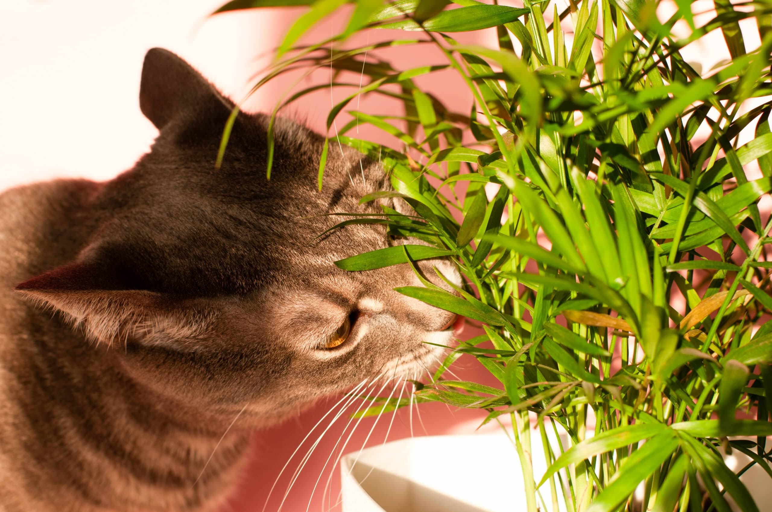 Gray tabby cat sniffing green houseplant leaves in a white pot near a sunny window.