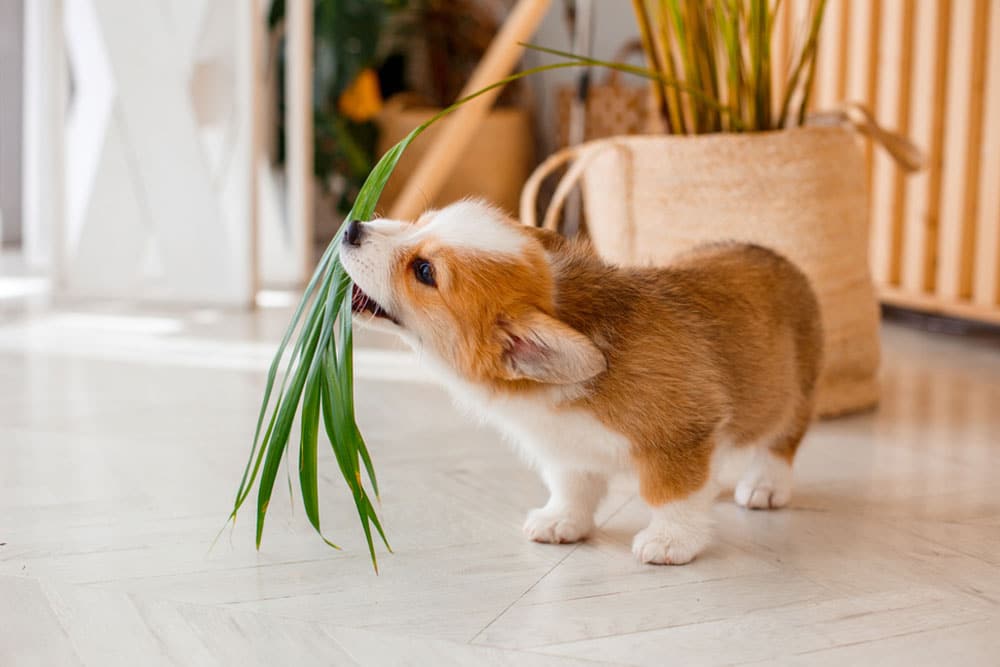 A small corgi puppy standing indoors, chewing on long green plant leaves on a light wooden floor.