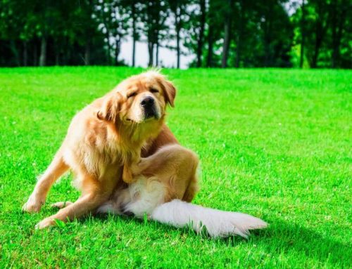 Managing allergies in dogs: symptoms and treatment options