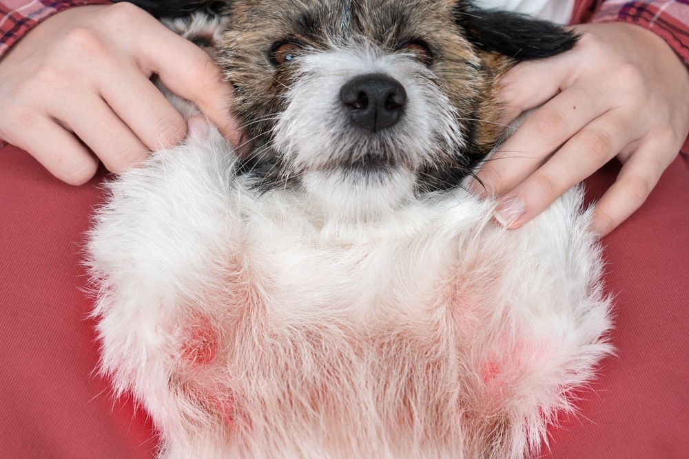 A person holds a small, wire-haired dog upward to reveal significant redness and irritated skin on its chest and underarms.