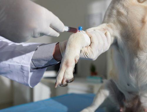 Routine bloodwork in your pet’s health