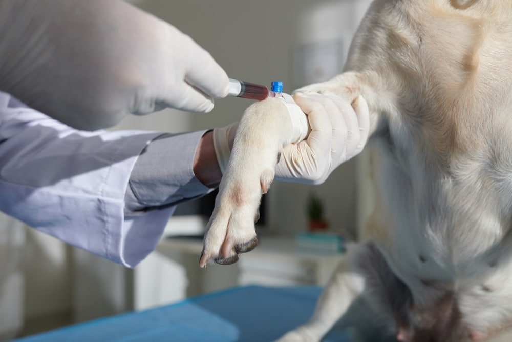 Veterinarian collecting a blood sample from a dog for testing.
